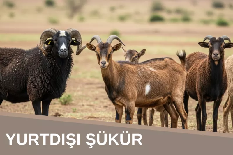 Yurtdışı Kurban (Şükür)