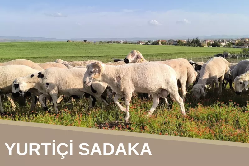 Yurtiçi Kurban (Sadaka)
