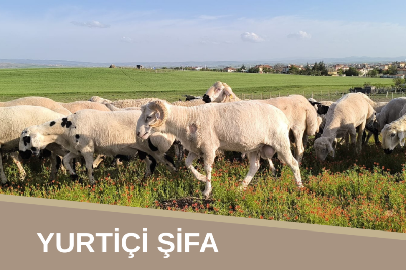 Yurtiçi Kurban (Şifa)